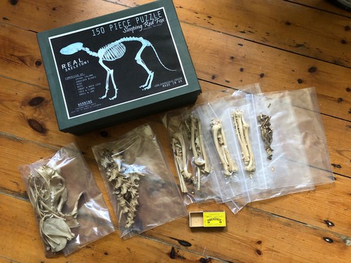 Fox skeleton complete - skeleton,