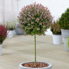 Lonicera Purple Storm