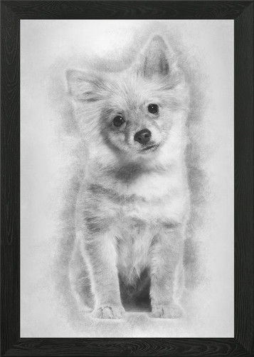 Pomeranian puppy months - pomeranian, 5