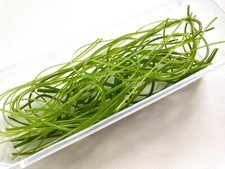 150g mixed green vitrigraph stringers, Bullseye Glass 90coe, for glass fusing