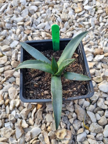 Agave royal spine rare - agave,