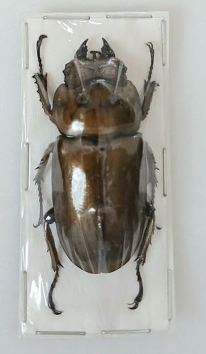 Allotopus rosenbergi bronze - allotopus,