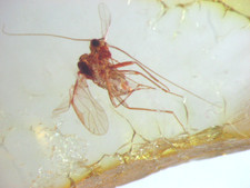 Pliocene amber kenya - kenya, africa