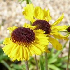 Helenium Tip Top 1 Litre Pot x 1 by Thompson & Morgan