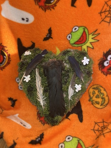 Mixed bird feathers and wings - feathers,