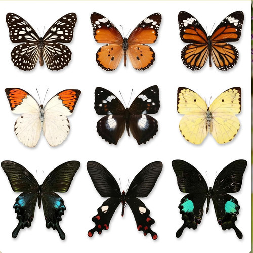 Pcs real butterfly - butterfly, specimen