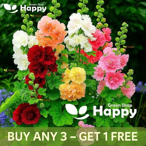 Dwarf hollyhock majorette - -,