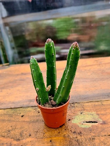 Stapelia leendertziae the - leendertziae, |