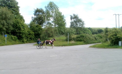 Photo 6x4 horse and - and, sulky