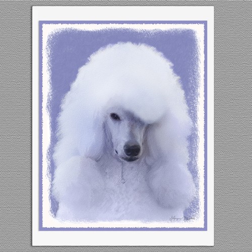 Standard poodle white dog - 6,
