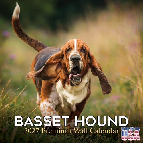 Basset hound 2027 - hound, wall