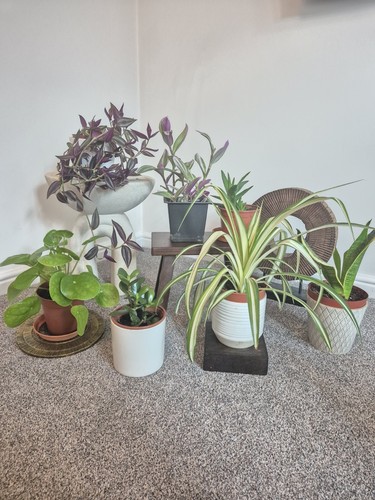 Healthy house plants - house, plants(