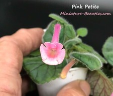 Mini Sinningia Pink Petite