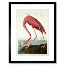 Audubon American Flamingo Zoology Framed Art Print Picture Mount 12x16 Inch