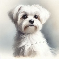 MALTESE WHITE Watercolour ART