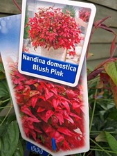 XL Evergreen NANDINA DOMESTICA