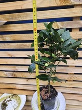 Camellia – Large Evergreen