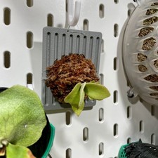 Mounted Platycerium Willinckii