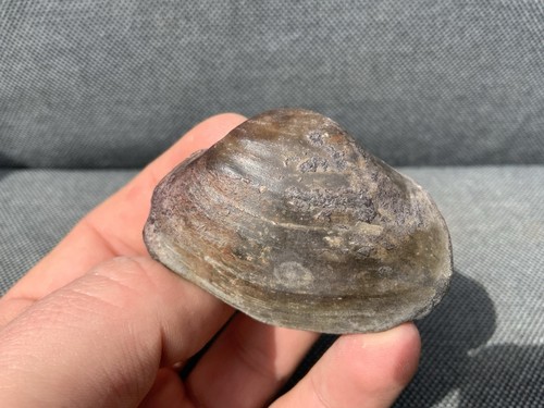 Fossil bivalve cardinia - 3d,