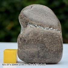 Ichthyosaur Jaw Section Fossil