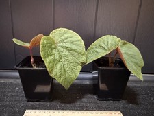 Begonia Torsa - Two 9cm Pots -