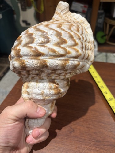 Large vintage pacific - large, 12"