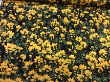 Moda-32813-wildflowers-100%
