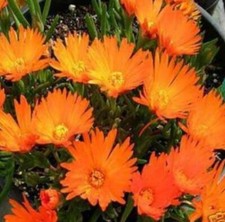 Lampranthus Plug Plants