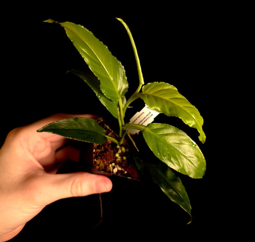 Philodendron pteromischum - ,