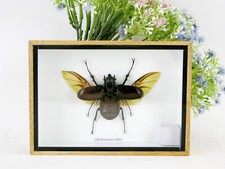 Chalcosoma Atlas - real -
