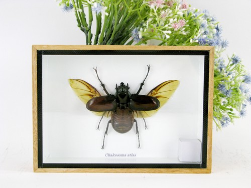 Chalcosoma atlas real - chalcosoma,