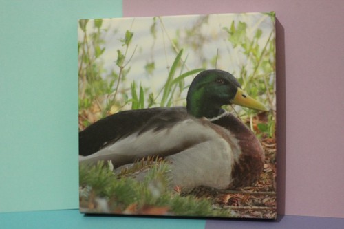 Mallard duck canvas photo - duck,