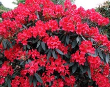 SALE - Large Rhododendron Red