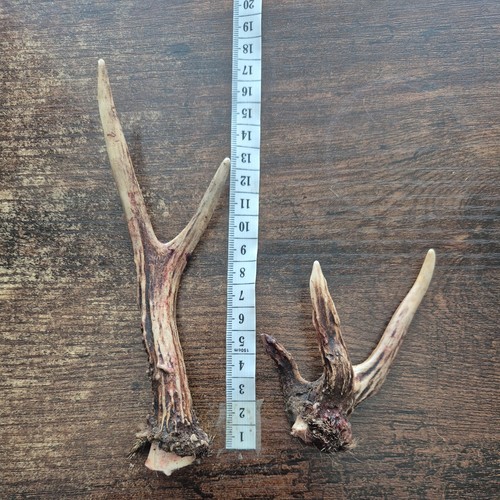 Roe deer antlers for - for, /