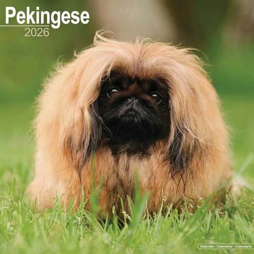 Pekingese calendar 2026 wall - pekingese,