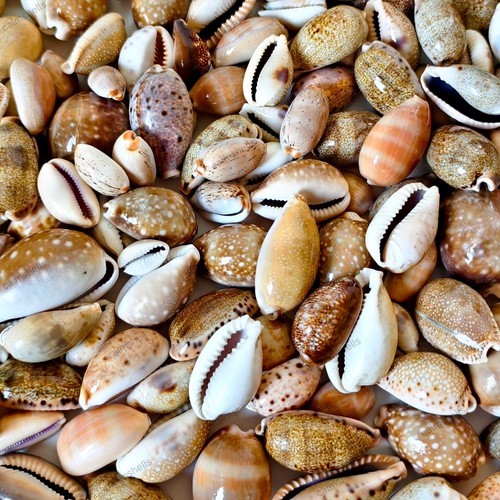 Mixed cowrie shells natural - shells,
