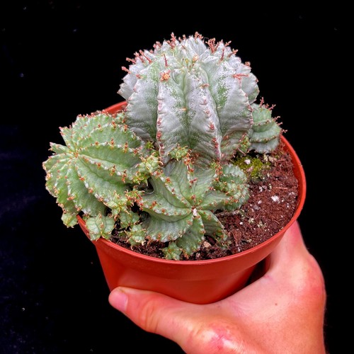 Large euphorbia horrida - large,
