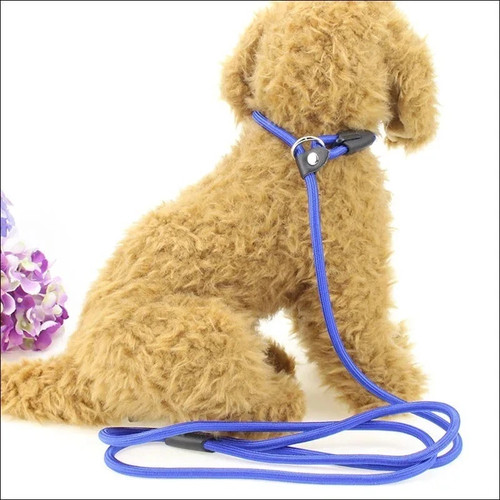 Slip lead leash - leash, puppy