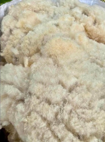 Raw unwashed reel cross - reel, sheep