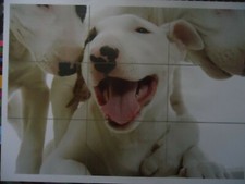 ENGLISH BULL TERRIER PUPPIES
