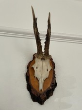 Antlers of a Roe Deer T59 Real Taxidermy mounted interior design horns