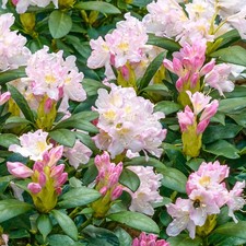 Rhododendron Percy Wiseman Live Hardy Evergreen Bushy Garden Shrub Plant in Pot