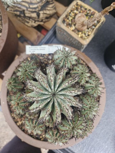 Euphorbia horrida - euphorbia,