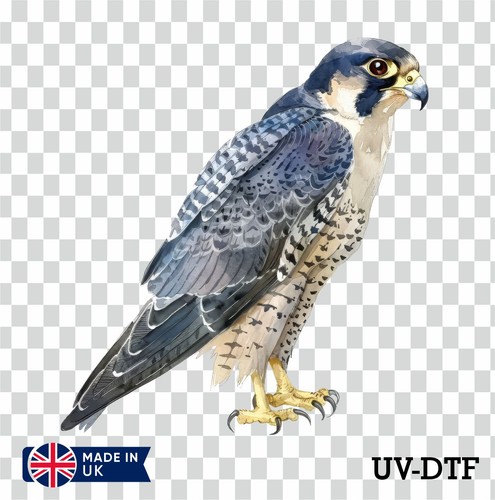 Peregrine falcon dtf - peregrine,