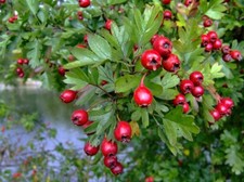 Hawthorn (Crataegus monogyna)