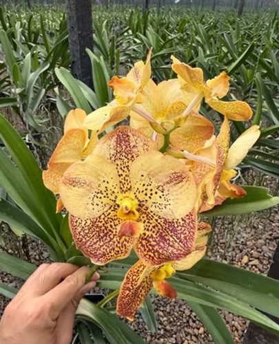 Rare vanda sanchai gold - vanda,