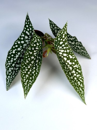 Begonia white ice houseplant - begonia, 'white