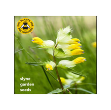 FAST DISPATCH YELLOW RATTLE