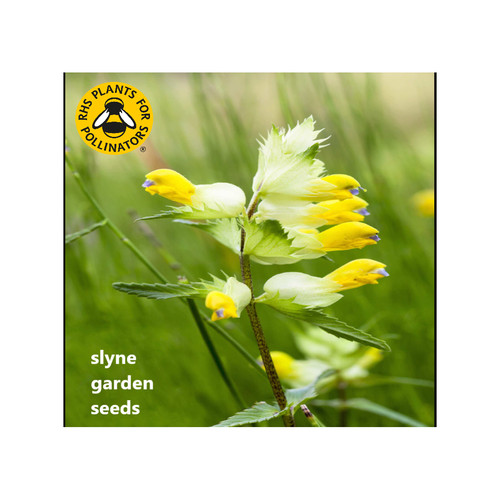 Fast dispatch yellow rattle - dispatch,