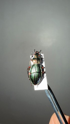 Carabus auronitens golden - carabus,